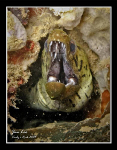 Silent Scream by Jun Lao 
